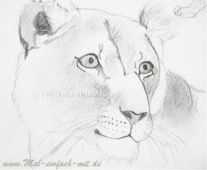 Kopf einer Löwin Bleistift Zeichnung